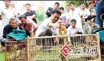 七旬老人驯鸟技艺令人称奇 能模仿四种鸟叫