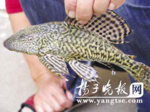 南京渔民捕到怪鱼 身长6个鳍满身花纹(图)