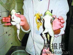 变异牛蛙长出8条腿