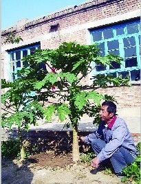 农家院怪树3个月开花结果 专家称未见过(图)