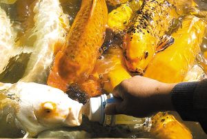 昆明一公园锦鲤追着奶瓶吸 能发出吧嗒吧嗒声