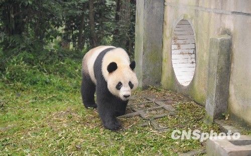 11月23日,记者从四川卧龙中国保护大熊猫研究中心了解到,大熊猫“网网(雄性)”和“福妮(雌性)”将于本月27日启程,赴澳大利亚参与合作研究。“网网”和“福妮”分别出生于2005年、2006年,目前,体重分别约119公斤和90公斤。图为大熊猫“福妮”。中新社发卧龙大熊猫中心 摄