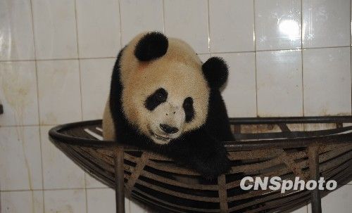 图为大熊猫“网网”。 中新社发 卧龙大熊猫中心 摄