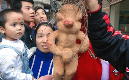 福州男子800元买个“人形何首乌”(图)