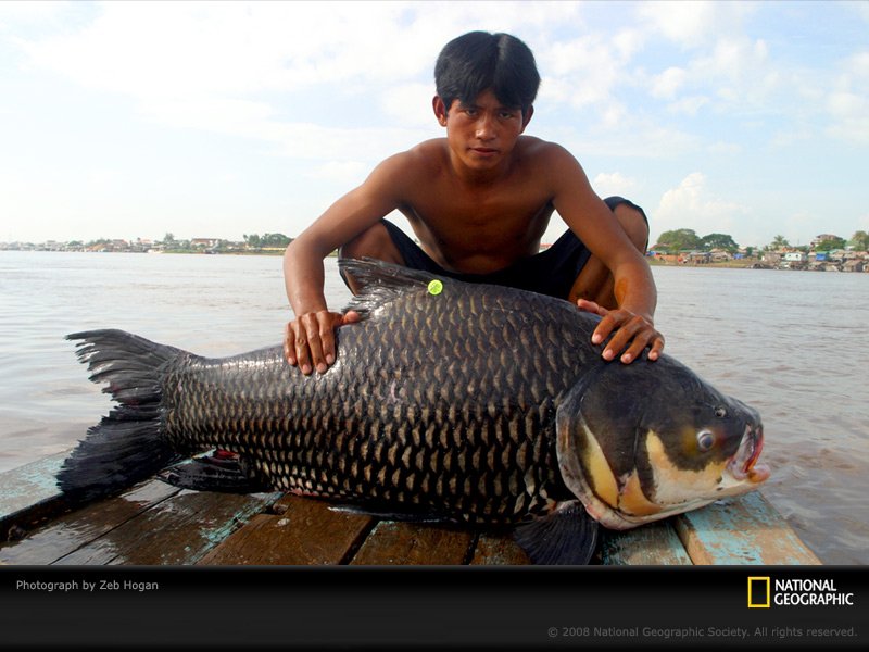 կ׶ߣһк벶ľ(giantbarb)ӰǵҵʱⲶġ֤ʾȥ3סش300ǧˣһҲǳټ