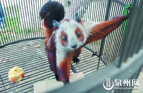 顽皮小鼯猴闯广告公司办公室(组图)
