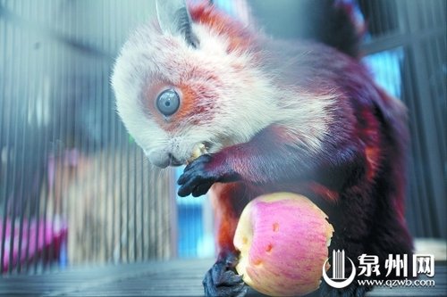 顽皮小鼯猴闯广告公司办公室(组图)