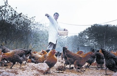 大学生放弃过万月薪回村养鸡