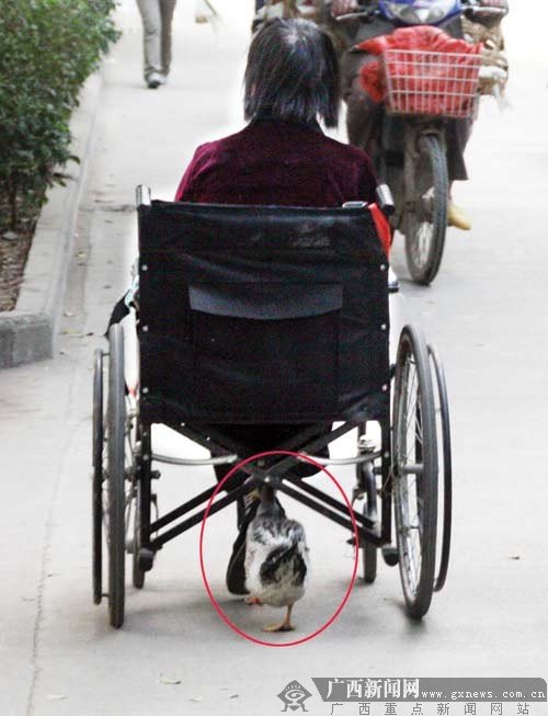 宠物鸭子通灵性 上街听命令做“保镖”(图)