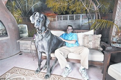 英国巨犬高一米重逾百公斤 自己独睡双人床