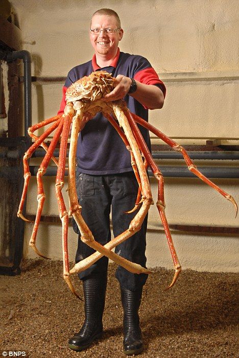 英国有史以来最大的螃蟹亮相 和汽车一样长(图)