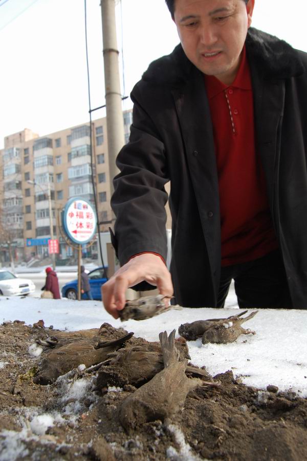 齐齐哈尔市民树下放小米喂麻雀坚持两年(图)-麻