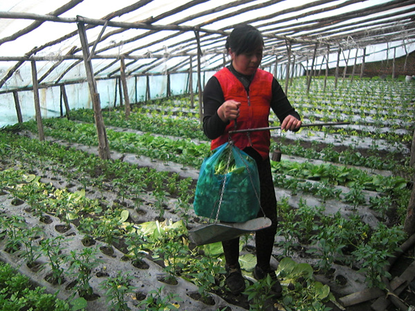 反季蔬菜种植鼓起了农民腰包