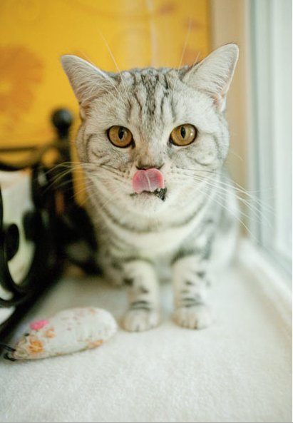 林加耳朵旁是什么字-右耳朵旁的字有哪些