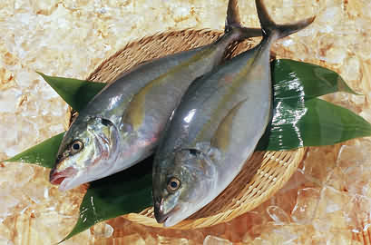 鱼多久能养大 4107468_513317.jpg