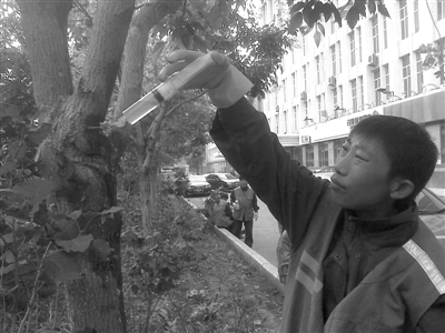 哈尔滨中山路400余株糖槭树遭天牛蚕食-植物|