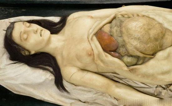 伦敦人体解剖模型展-解剖,伦敦-东北网旅游