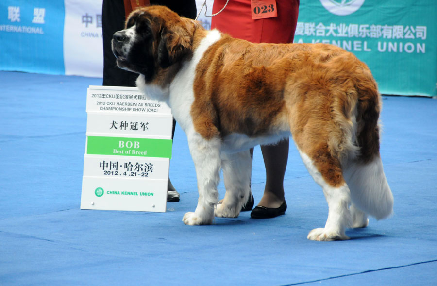新闻中心  4月21日,2012年cku北方区全犬种国际冠军展,2012年cku