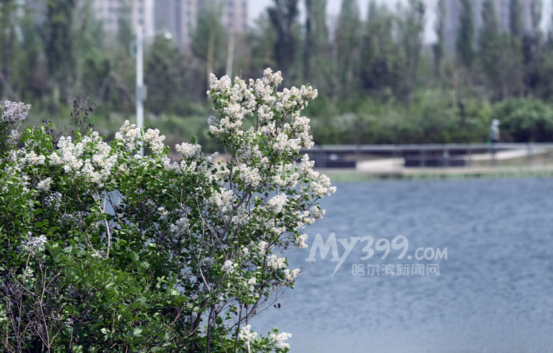 群力丁香组团盛开丁香桂花图片