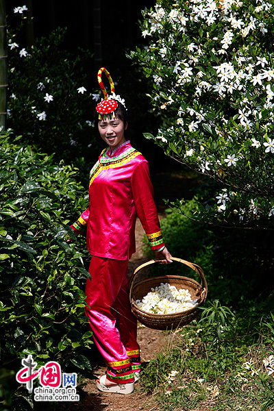 福鼎栀子花开花香伴畲族歌舞引无数游人驻足
