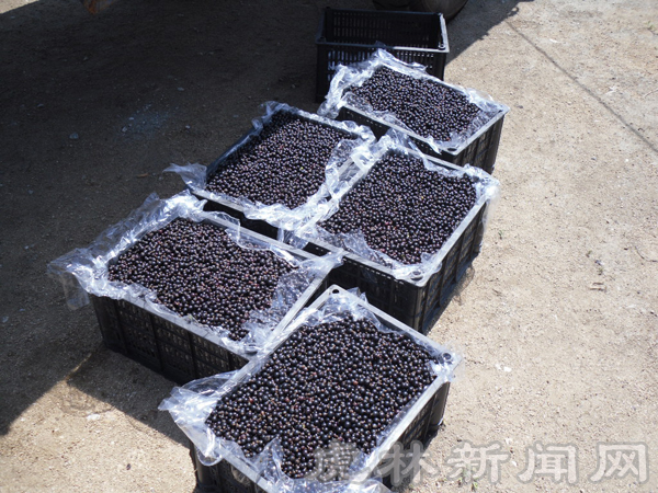 东诚镇黑豆果进入采摘期