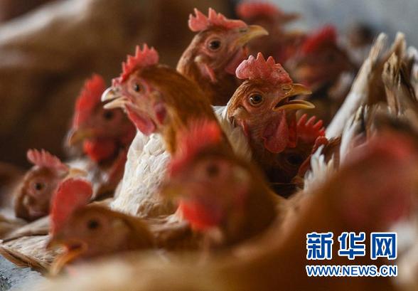 中国局部经济感受禽流感之殇 -禽流感,部经-东