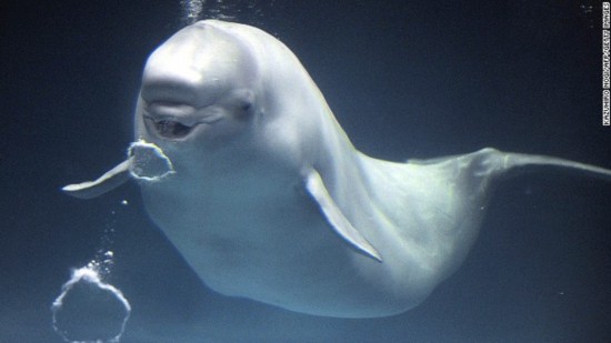 全球20大野生动物萌翻全场 大熊猫入选前三(图)-动物,萌-东北网国际