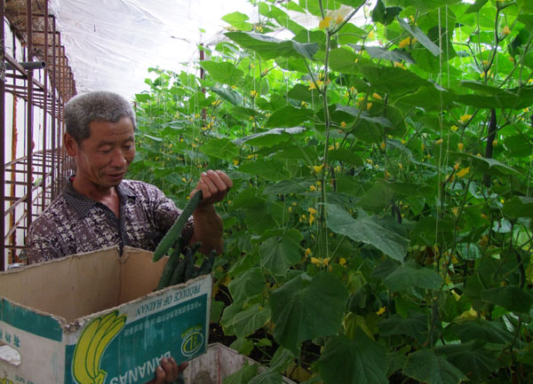 8月1日,青岡縣永豐鎮雙峰農業產業合作社農戶正在棚室內采摘黃瓜。 這個合作社成立于2009年,產品主要銷售到上海、哈爾濱、大慶及周邊市縣。今年,合作社種植黃瓜、西紅柿等大棚瓜菜247棟,預計純收入160多萬元。