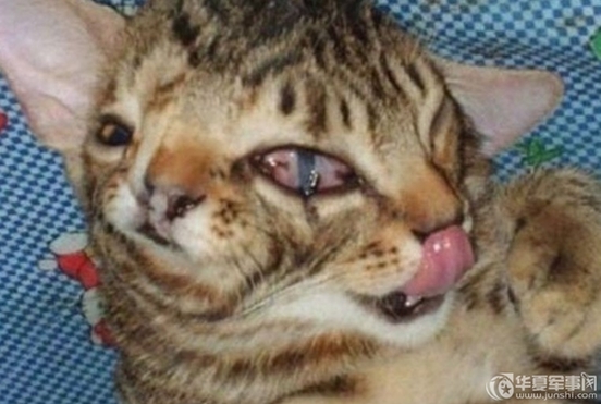 惊呆了!比卡车还大的万年神龟