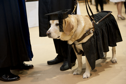 国一狗狗陪主人读完学业被一同授予硕士学位-