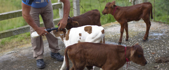 古巴一奶牛罕见产下四牛犊 一头是雌雄同体-奶