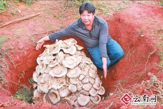 云南玉溪现世界最大蘑菇 重达82.8公斤