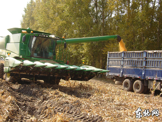黑龙江省垦区多地粮食喜获丰收--双鸭山图片