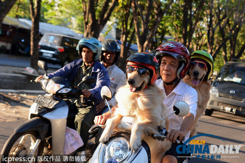 狗狗戴墨镜头盔坐摩的 与主人一起兜风超酷(图