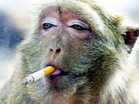 盘点动物抽烟的爆笑瞬间:猴子表情销魂(图)
