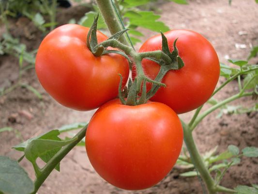 常吃西红柿可治10种病(图)的图片