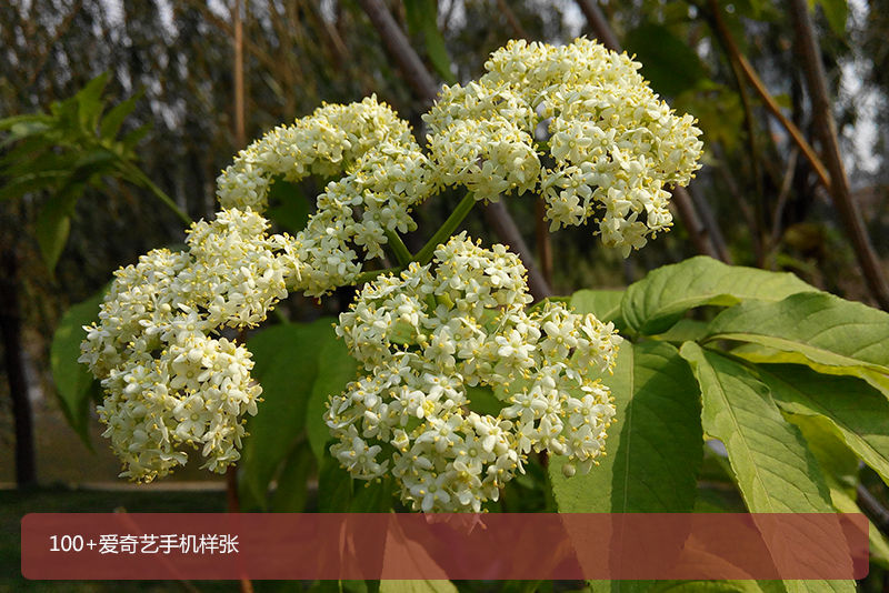 100+爱奇艺手机评测:主打影音 握持手感好