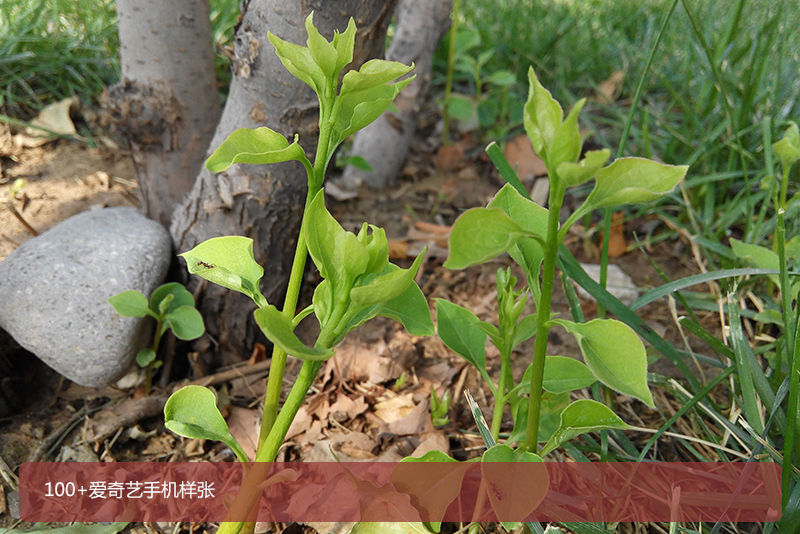 100+爱奇艺手机评测:主打影音 握持手感好