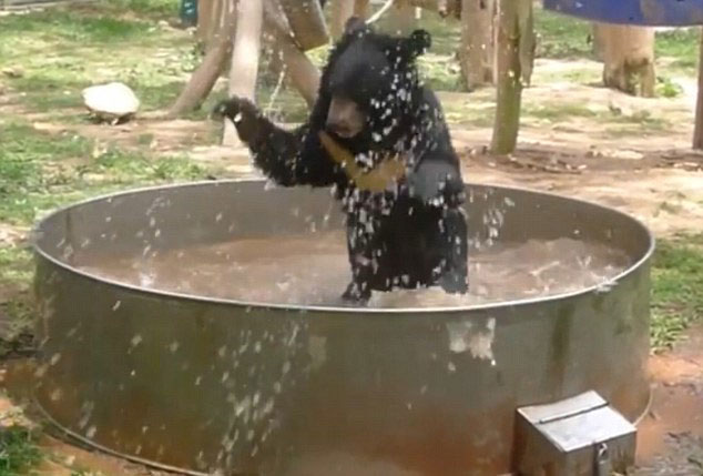 越南幼熊池中戏水消暑纳凉尽显萌态-幼熊|戏水