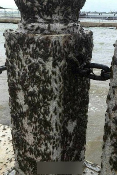 广东湛江海边聚集海蟑螂 威马逊登陆前夕的“蝴蝶效应”