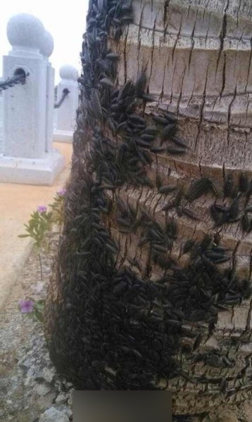 广东湛江海边聚集海蟑螂 威马逊登陆前夕的“蝴蝶效应”