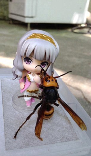 日本男子将致命大黄蜂拴绳上随身携带-致命|命大|大黄蜂|随身携带|抓住-东北网国际