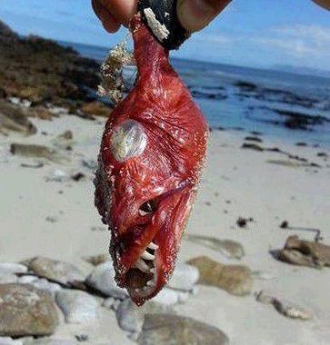 南非惊现丑陋魔鬼鱼 图揭罕见的海洋怪物(图