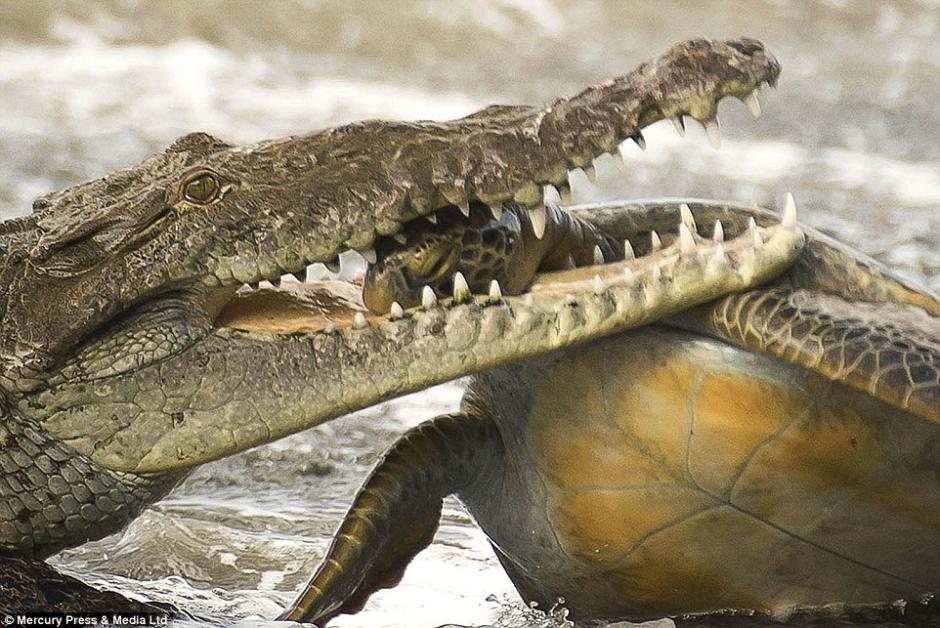 摄影师抓拍鳄鱼与海龟大战 可怜海龟被咬头-摄