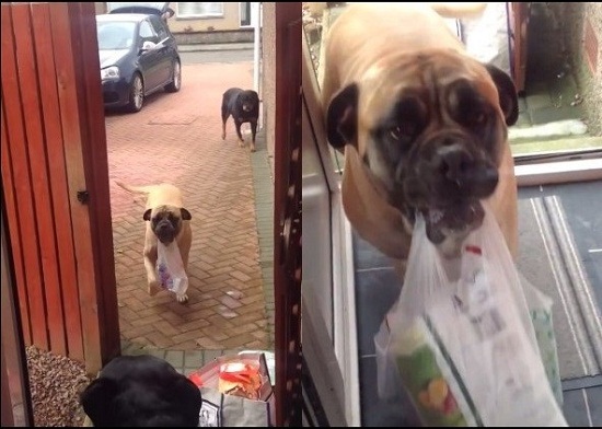 英国斗牛犬帮主人提购物袋 乖巧贴心获称赞(图)