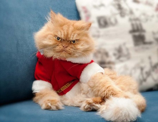土耳其波斯猫摆臭脸走红 表情愤怒超暴躁猫-
