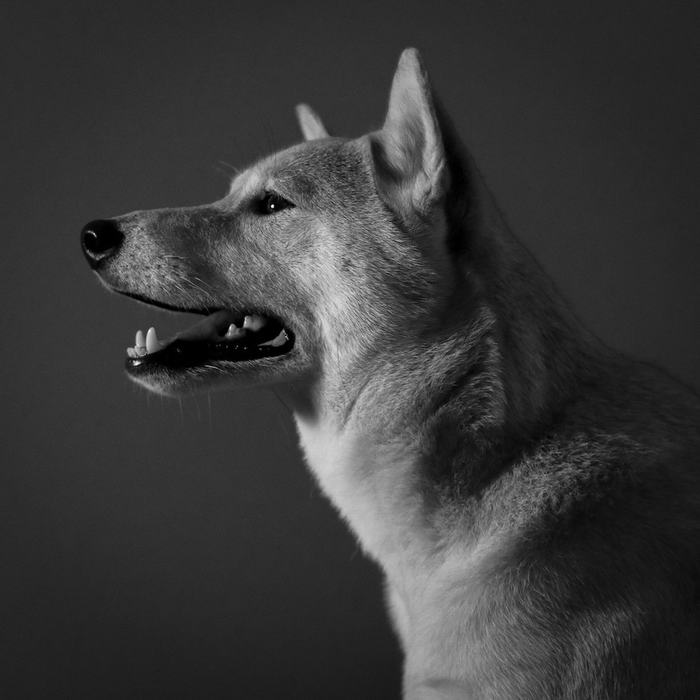 美柴犬代言多个品牌 狗模人样时尚装扮瞬间走