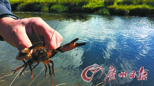 苏格兰小龙虾声名鹊起泛滥成灾 政府并不鼓励食用小龙虾【组图】