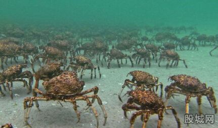 惊悚！巨型杀人蟹蜘蛛蟹形似蜘蛛性情十分凶残 令人恐慌【组图】