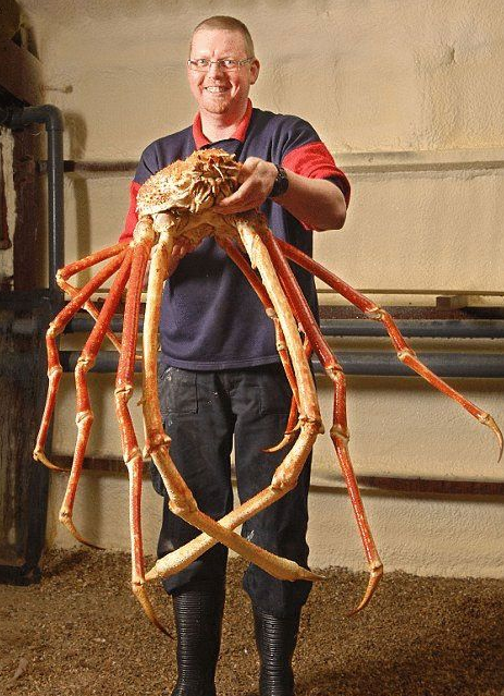 【组图】巨型杀人蟹蜘蛛蟹形似蜘蛛脚长却是3.5米 有蟹类中最长的前螯